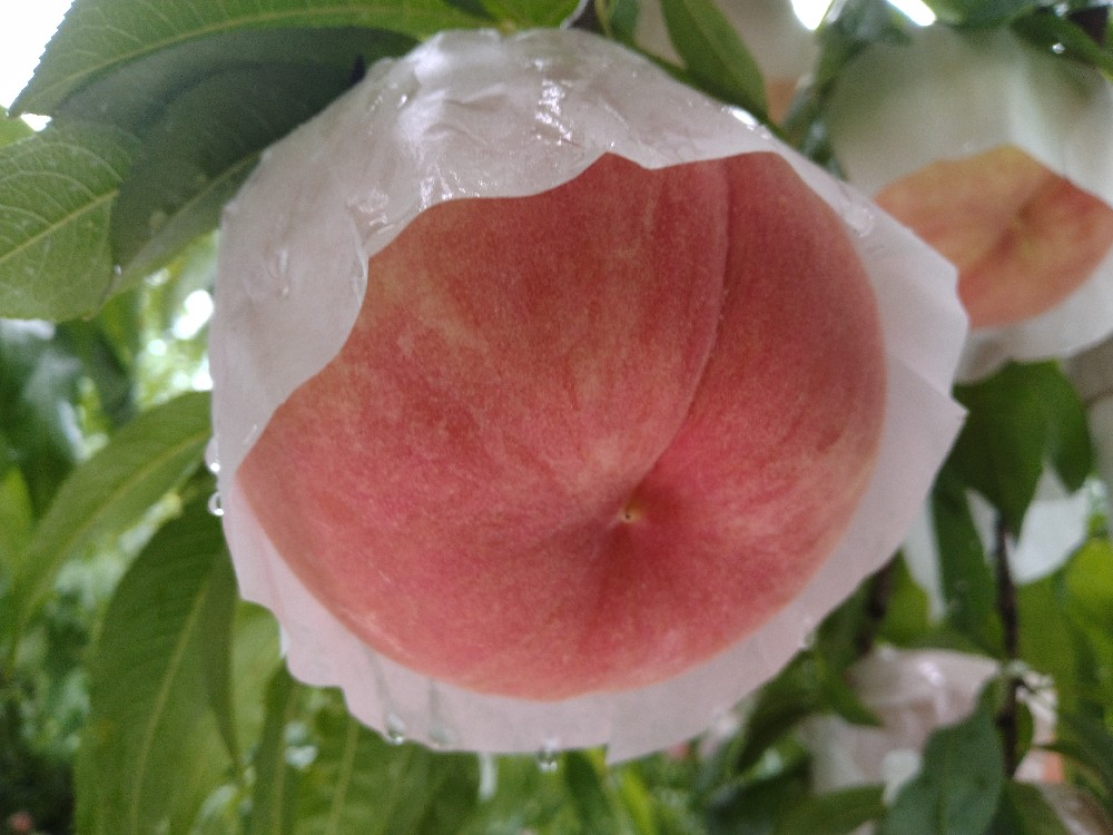 西王母の収穫をはじめました