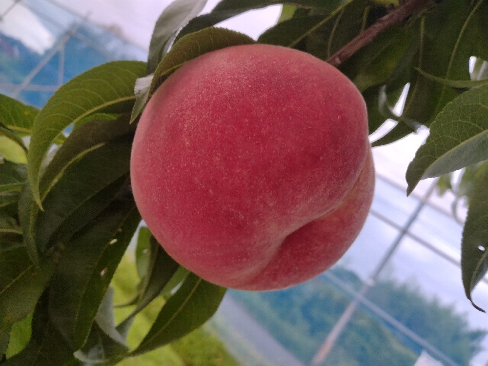 富月の収穫をはじめました…