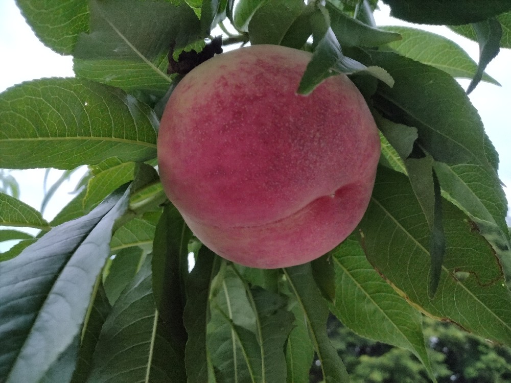 あかつきの収穫をはじめました