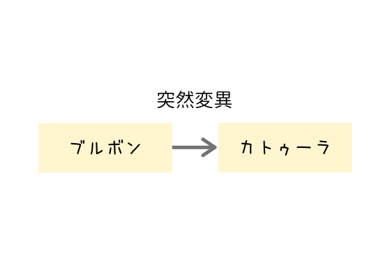 カトゥーラ種について