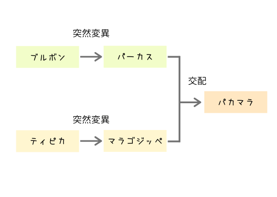 パカマラ種について