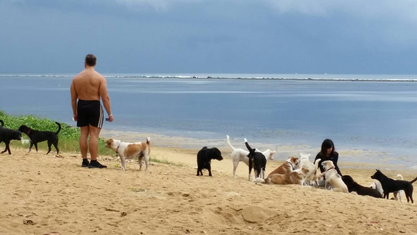 サヌールの浜辺の犬達