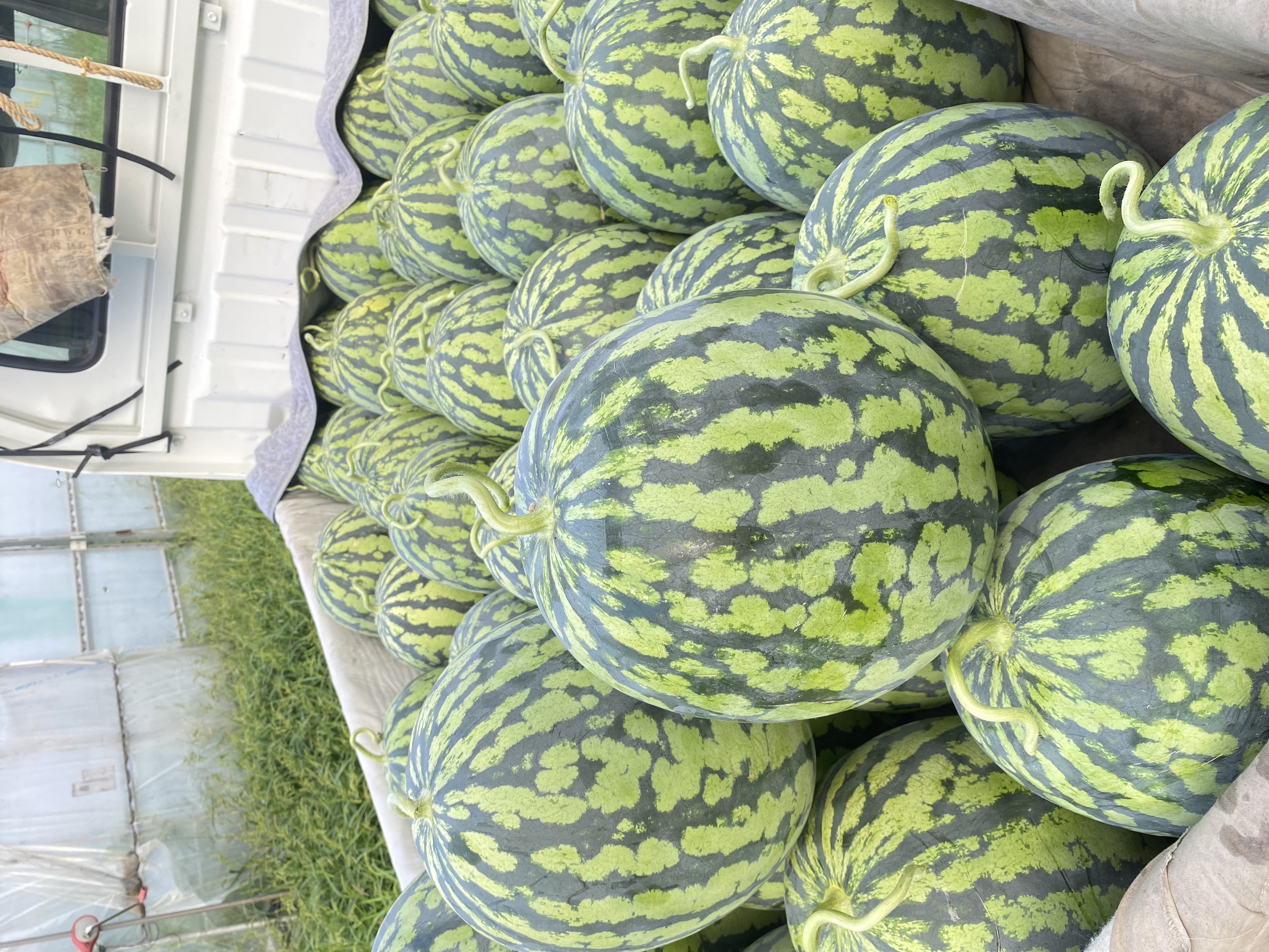 大サイズ(9〜10kg)の販売を再開します！