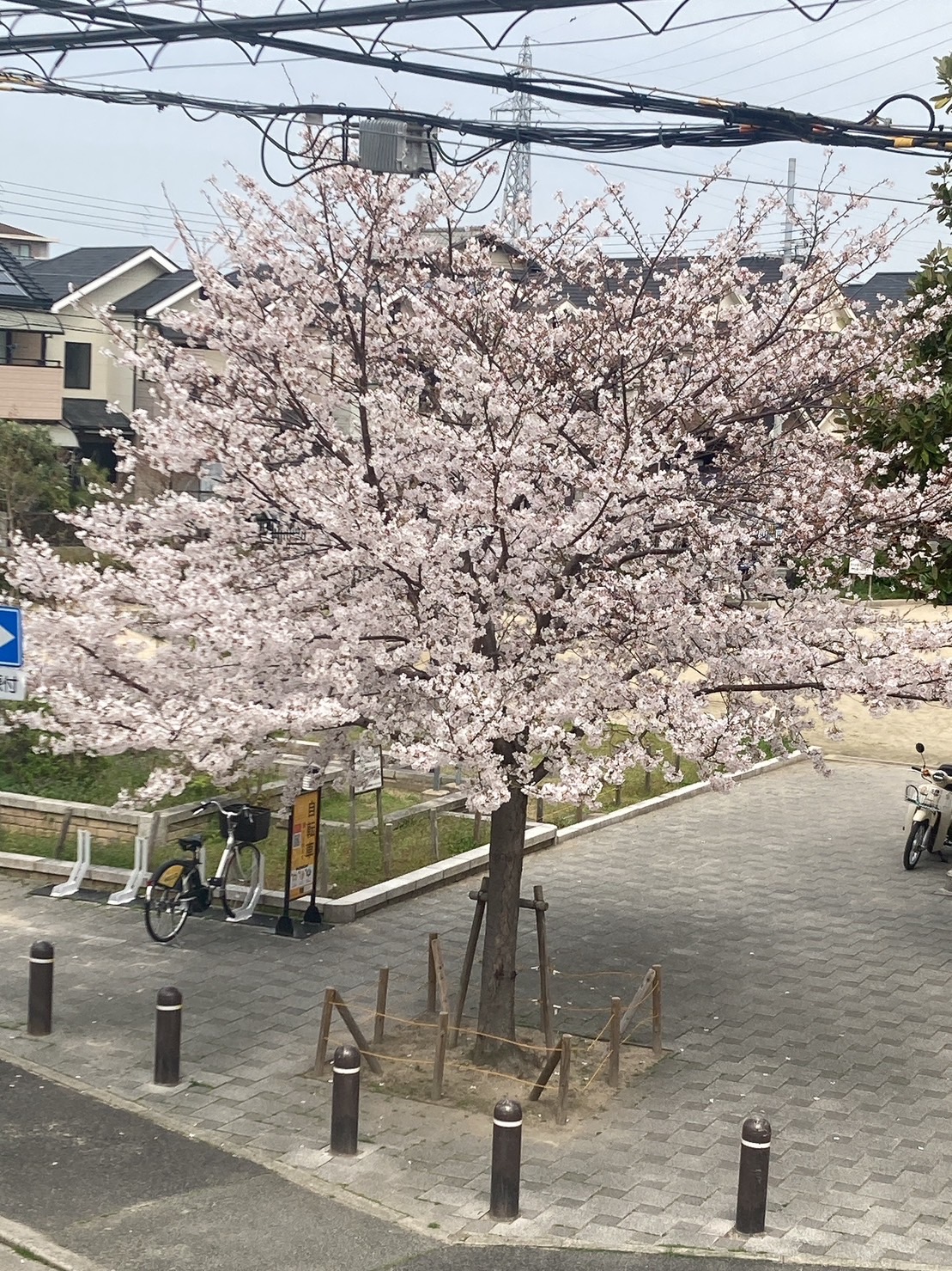2024桜満開🌸