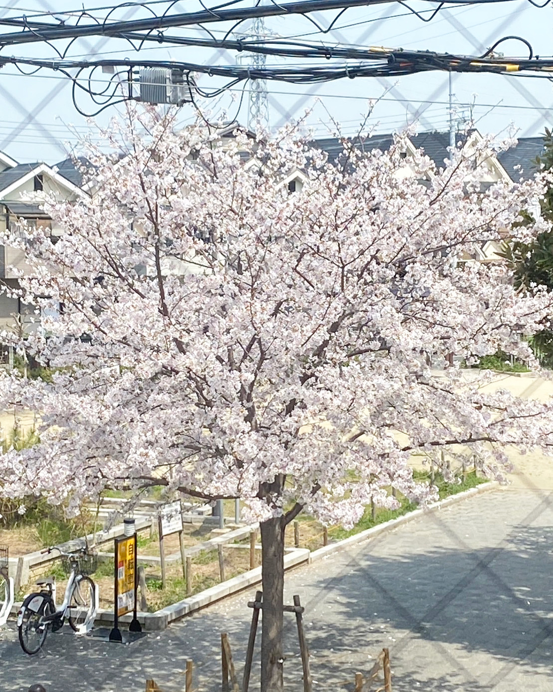 桜満開！🌸