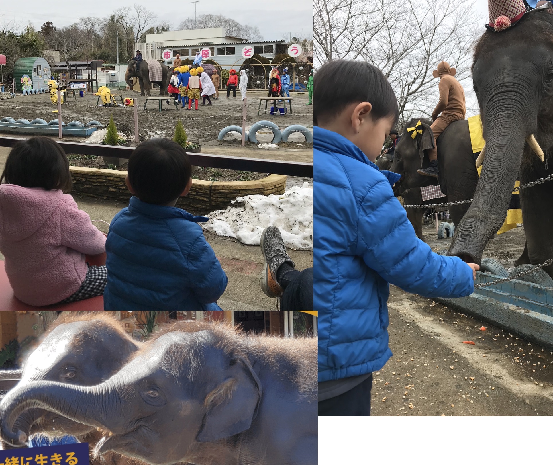 市原ぞうの国・サユリワールド ゾウさんとキリンさんと距離が世界一近い動物園です！！