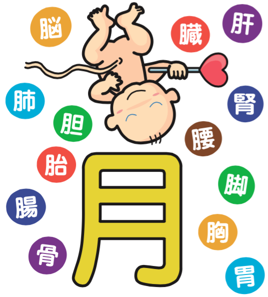 「育」という漢字。月の上の部分は赤ちゃんがお腹の中で逆さまになっている様子を表現しています。