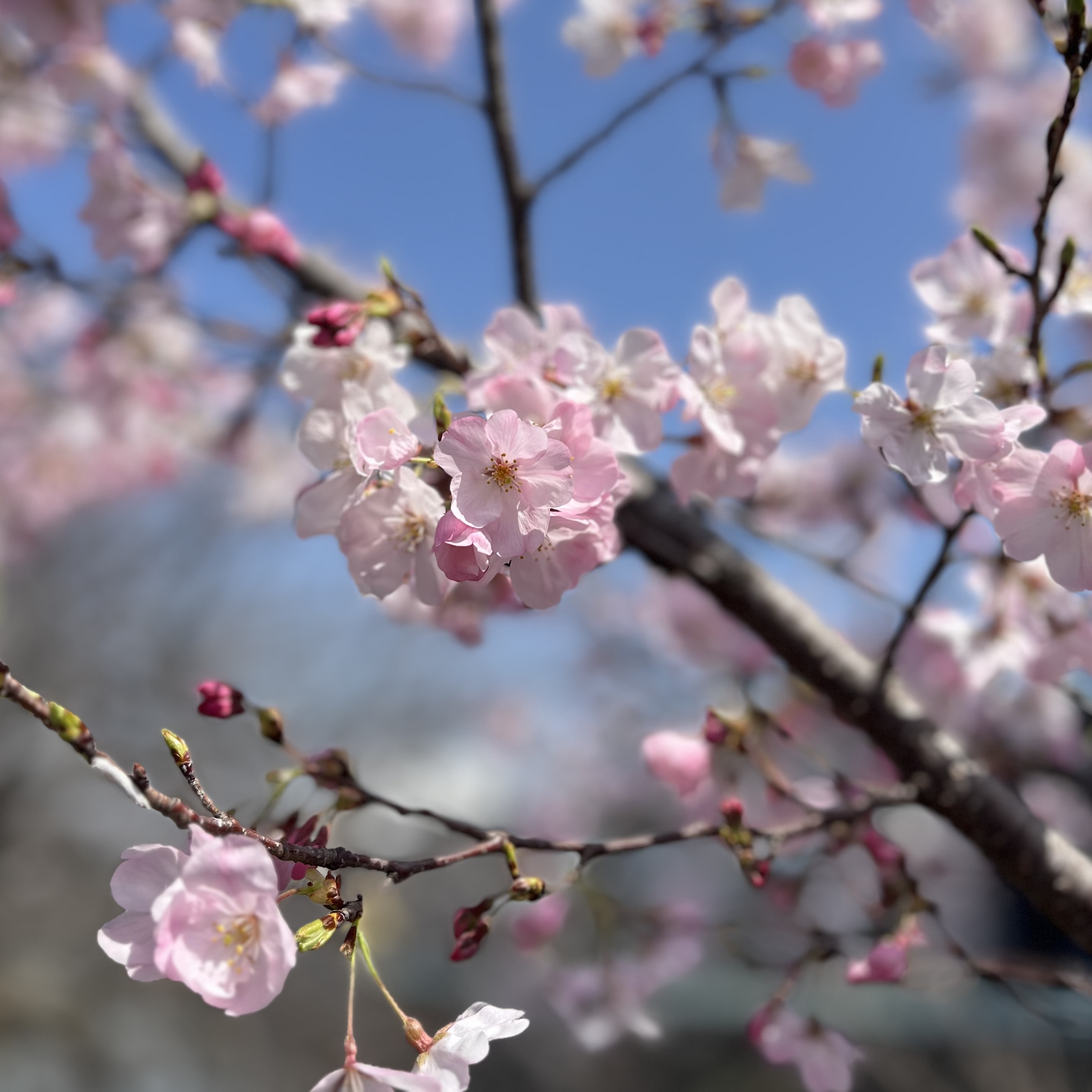 明日はいよいよ新年度🌸