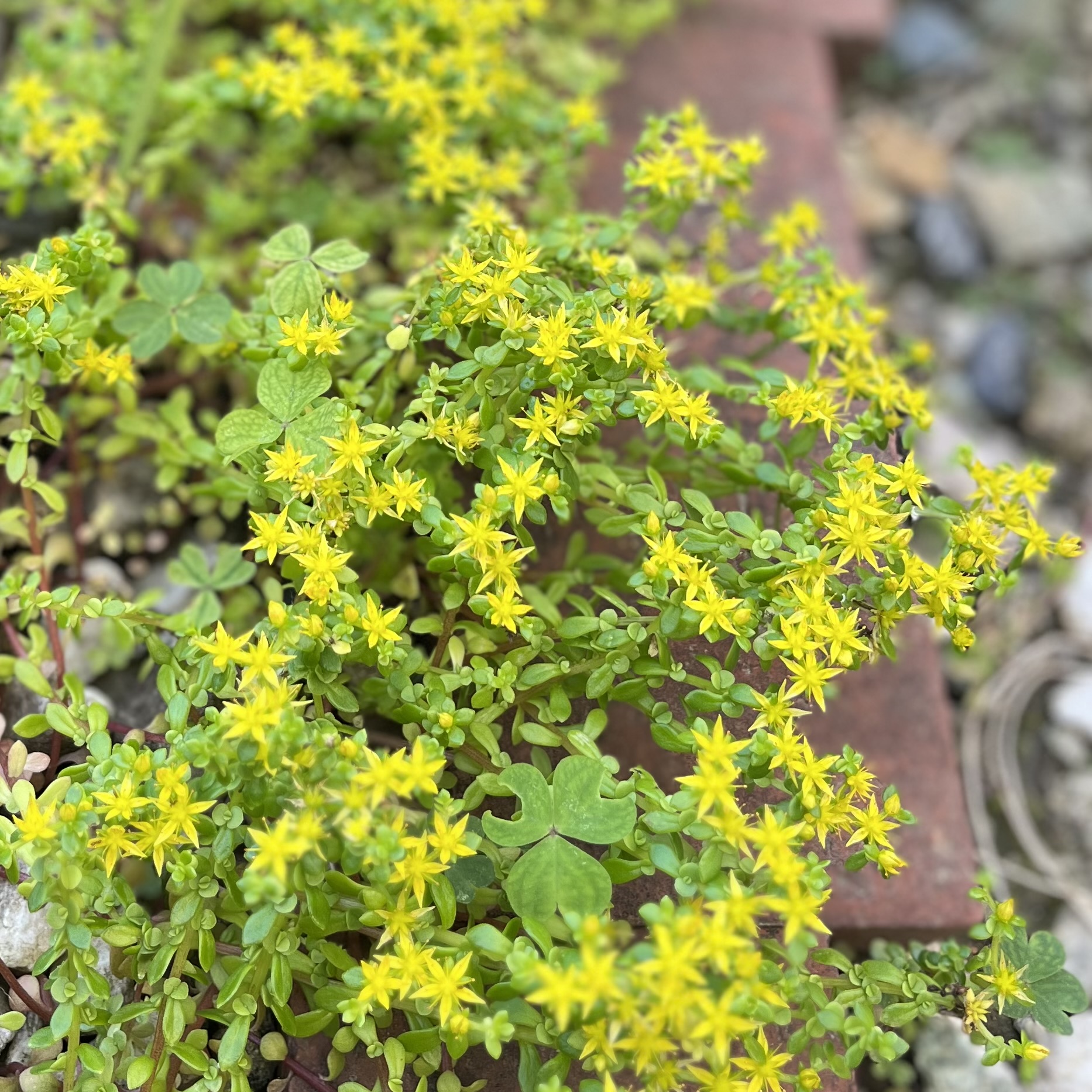 雑草なのに
