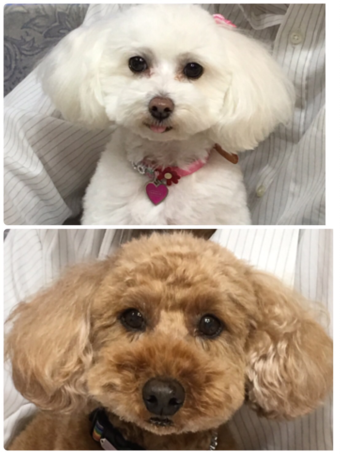 当店 Hapimo Sharesの モデル & 看板犬 のハッピーとモコを紹介します
