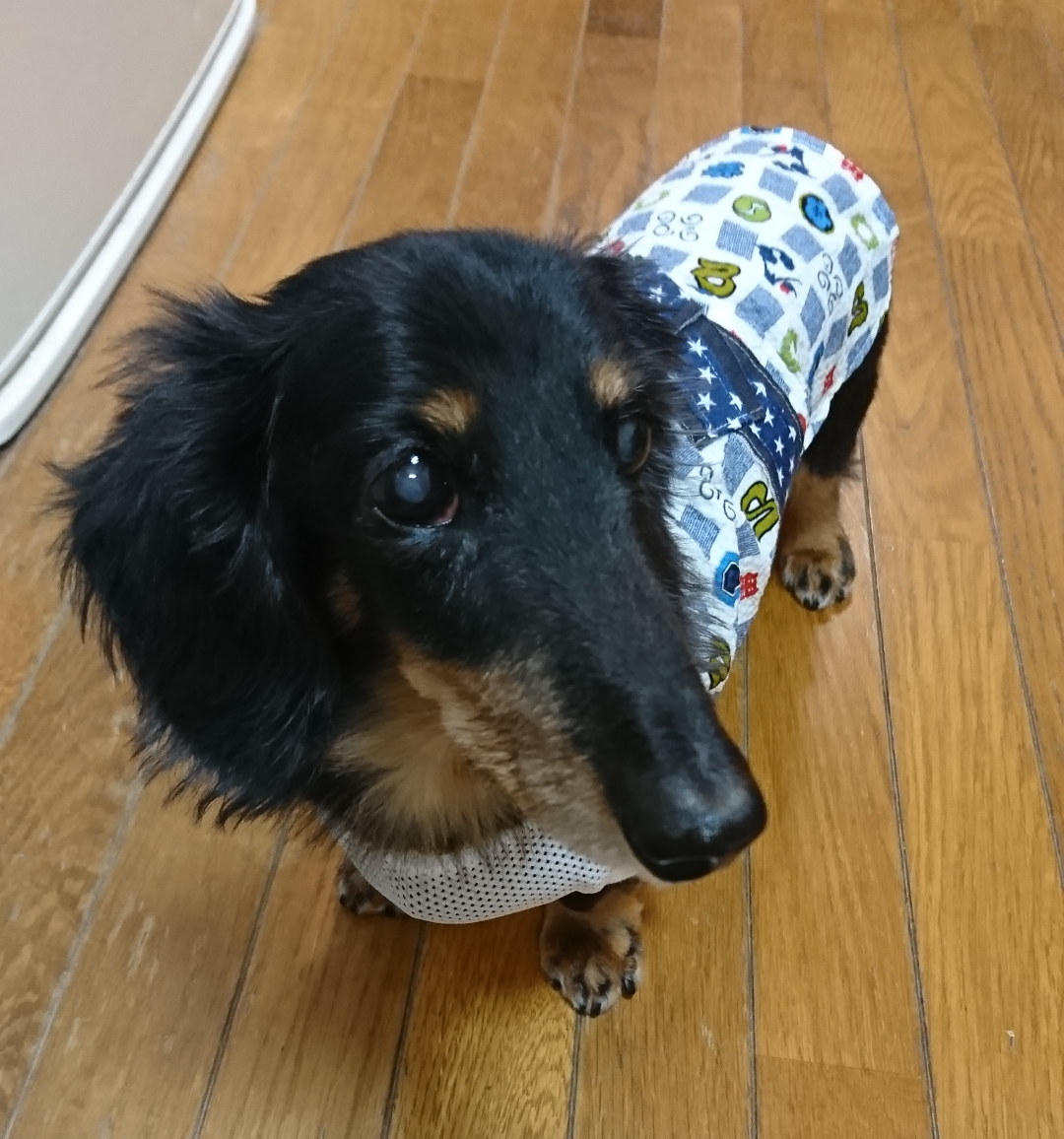 かわいいミニチュアダックスちゃんのお写真をいただきました。