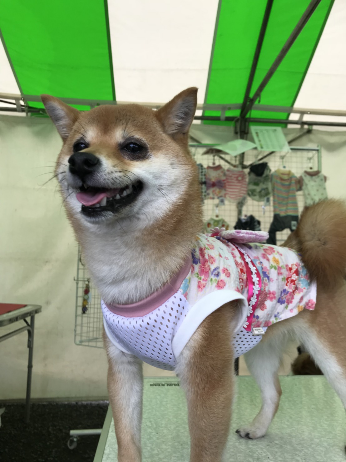 代々木わんわんカーニバルのワンちゃんたち