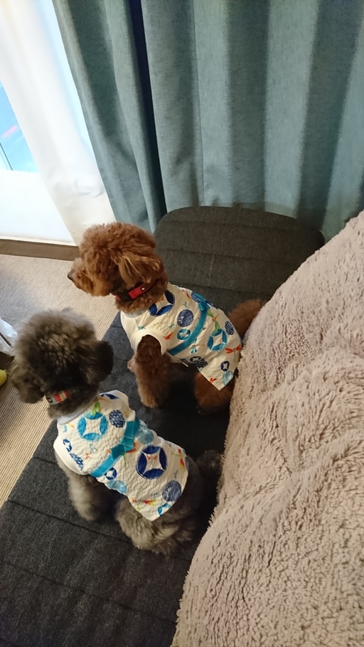 Hapimo Shares のモデルのわんちゃんたちです。 
