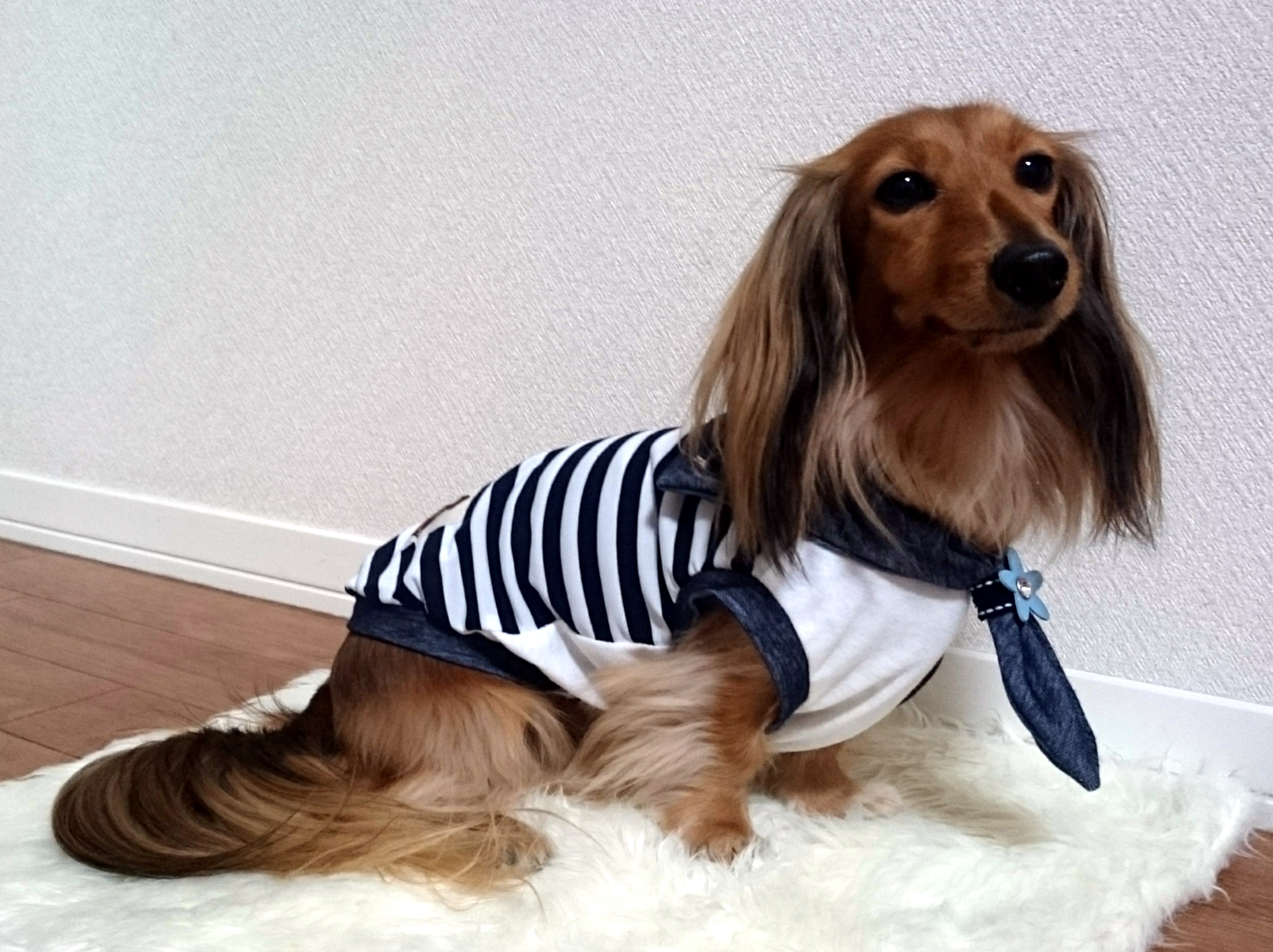 お客様よりかわいいワンちゃんのお写真をいただきました。