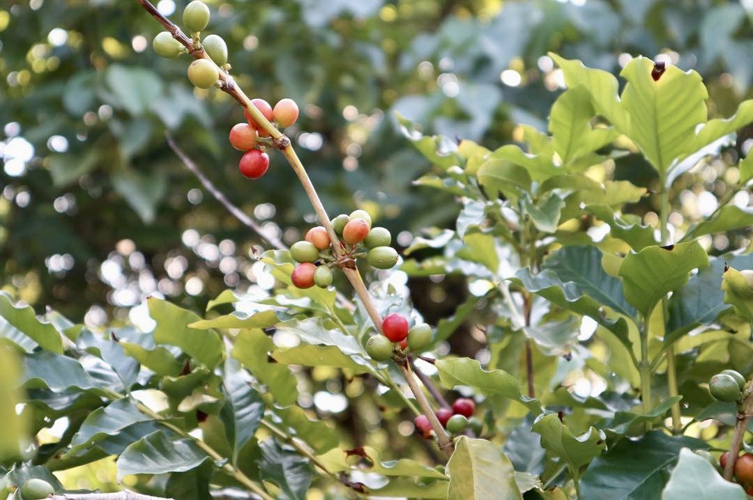 閉店のお知らせ