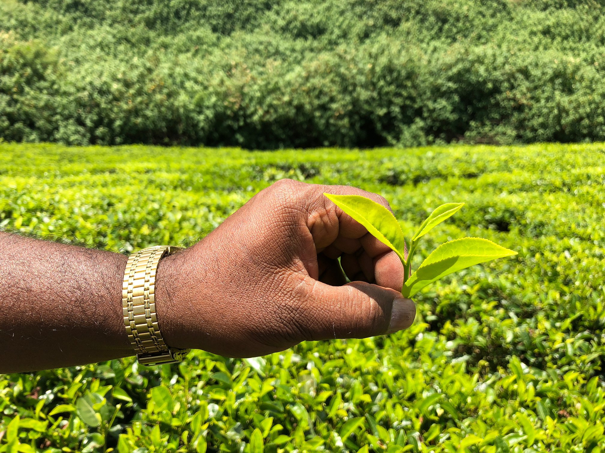 スリランカの紅茶　手摘み