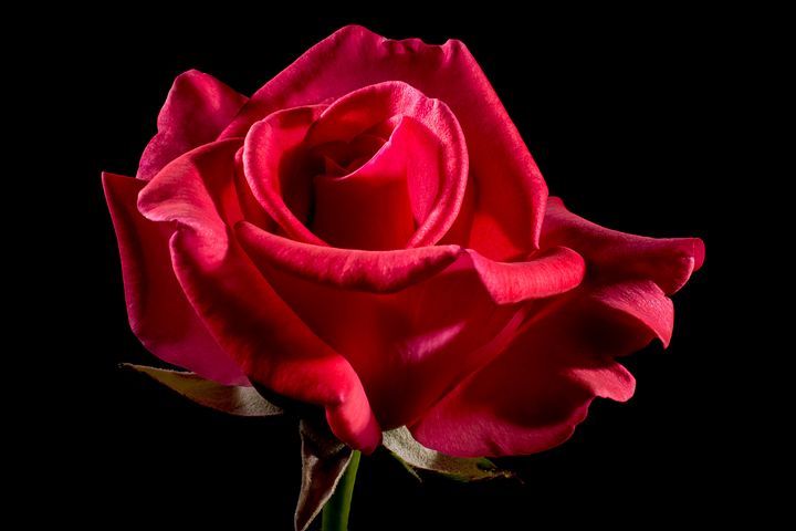 薔薇も酵母に🌹