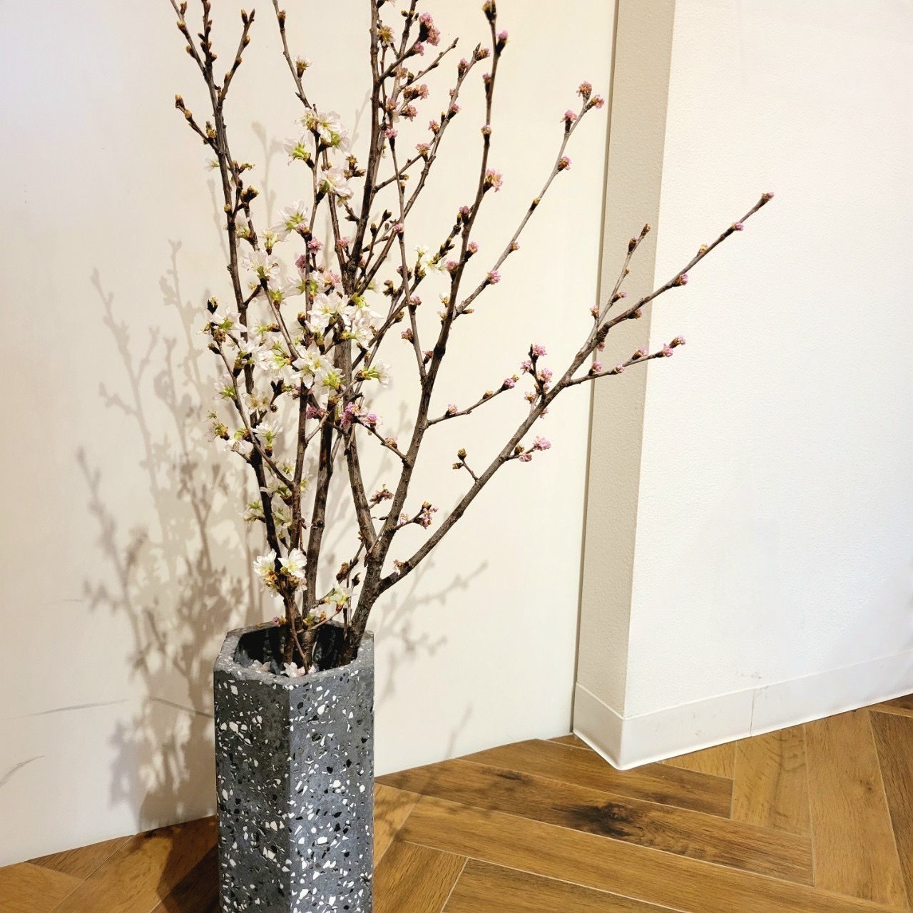 春に向けて🌱