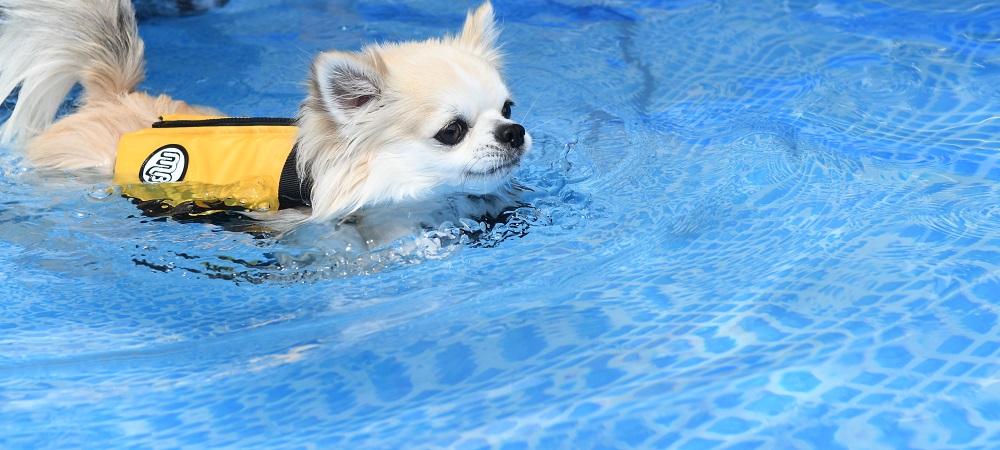 愛犬と楽しむ水遊びのお役立ちアイテム