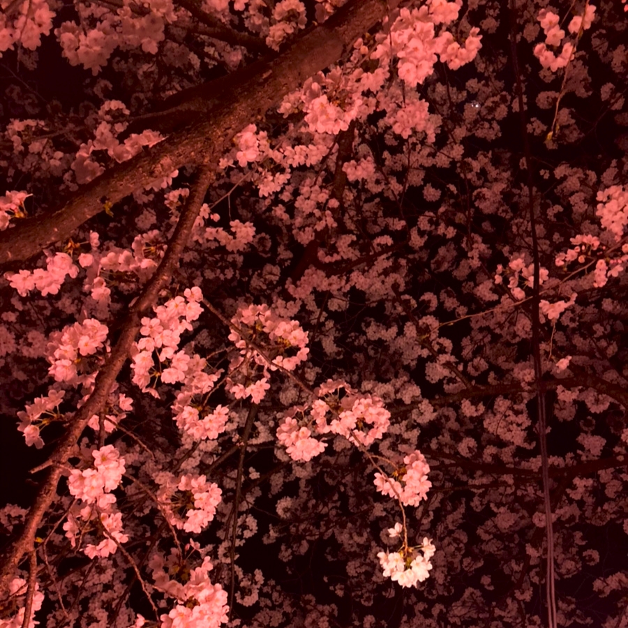 夜桜、見てきたよ！