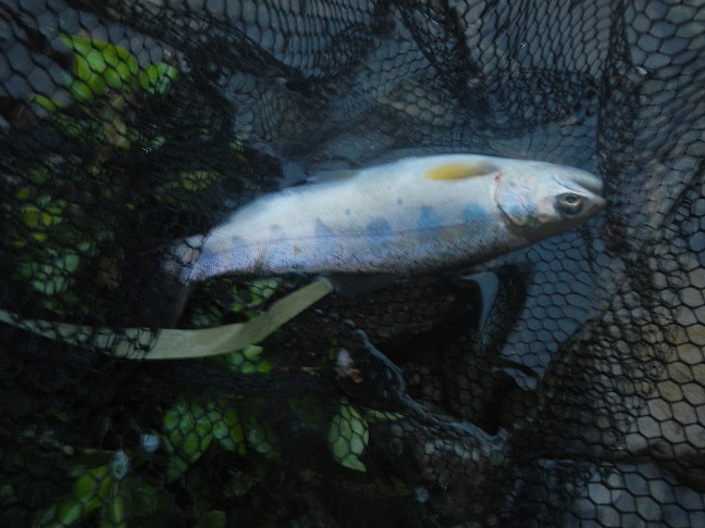 渓流はもう秋。アマゴも岩魚も元気！