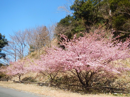 春めく　その２