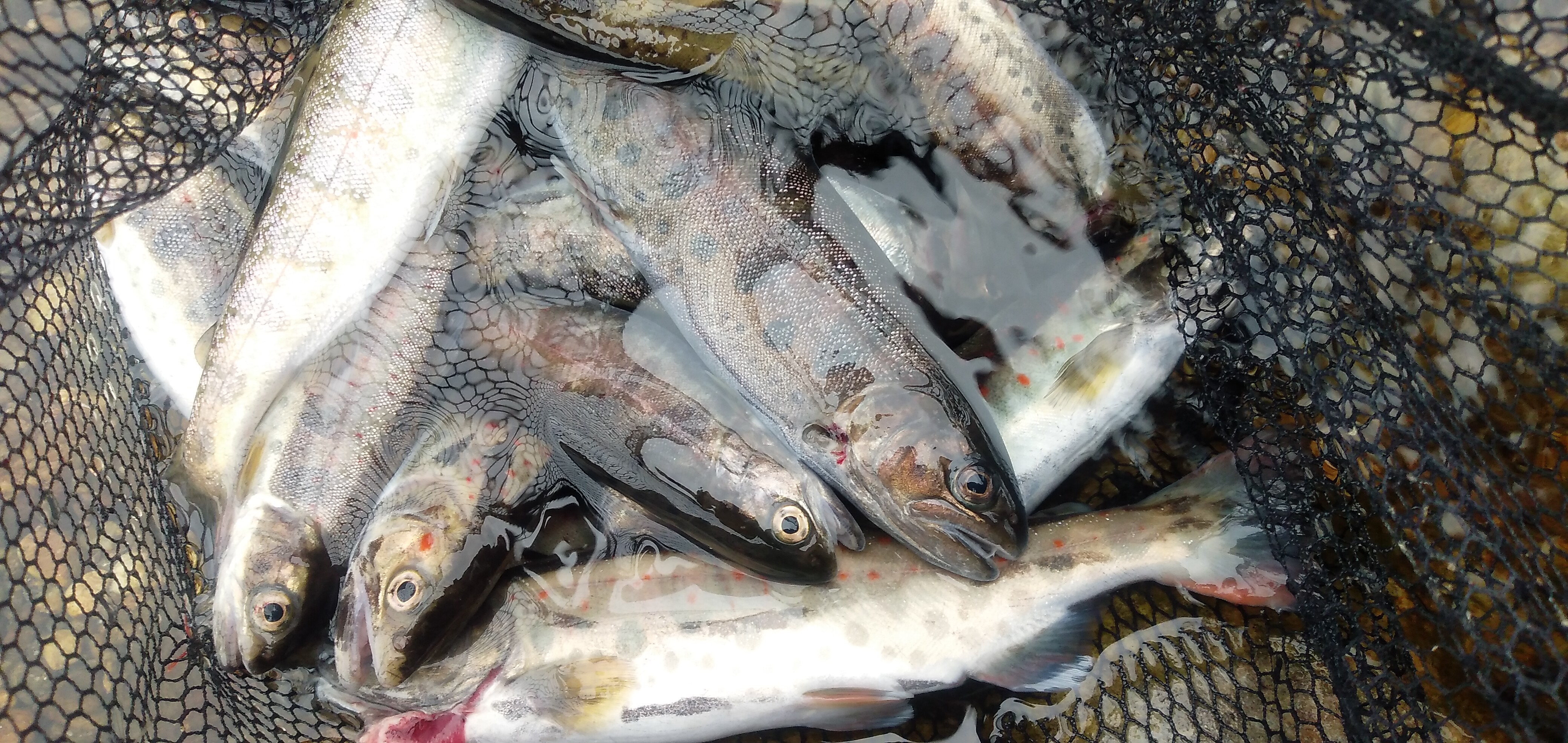 今日は渓流釣り、上寒狭川へ。