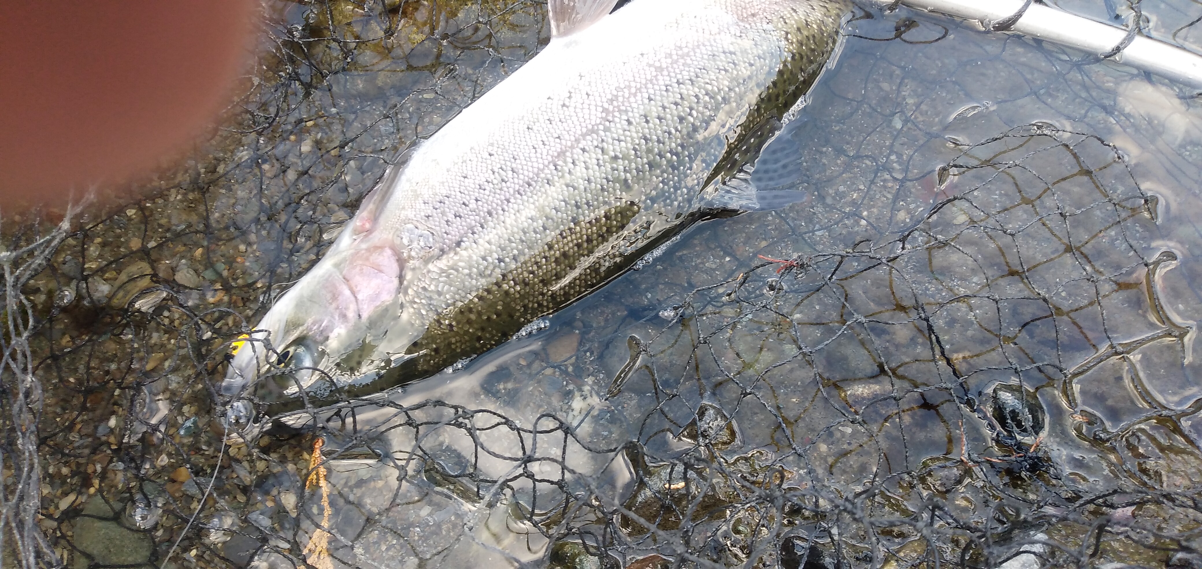 天竜川、寒いながらも、釣り敢行！