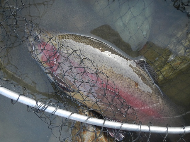 天竜川　試釣　結果（55ｃｍ、40ｃｍ）