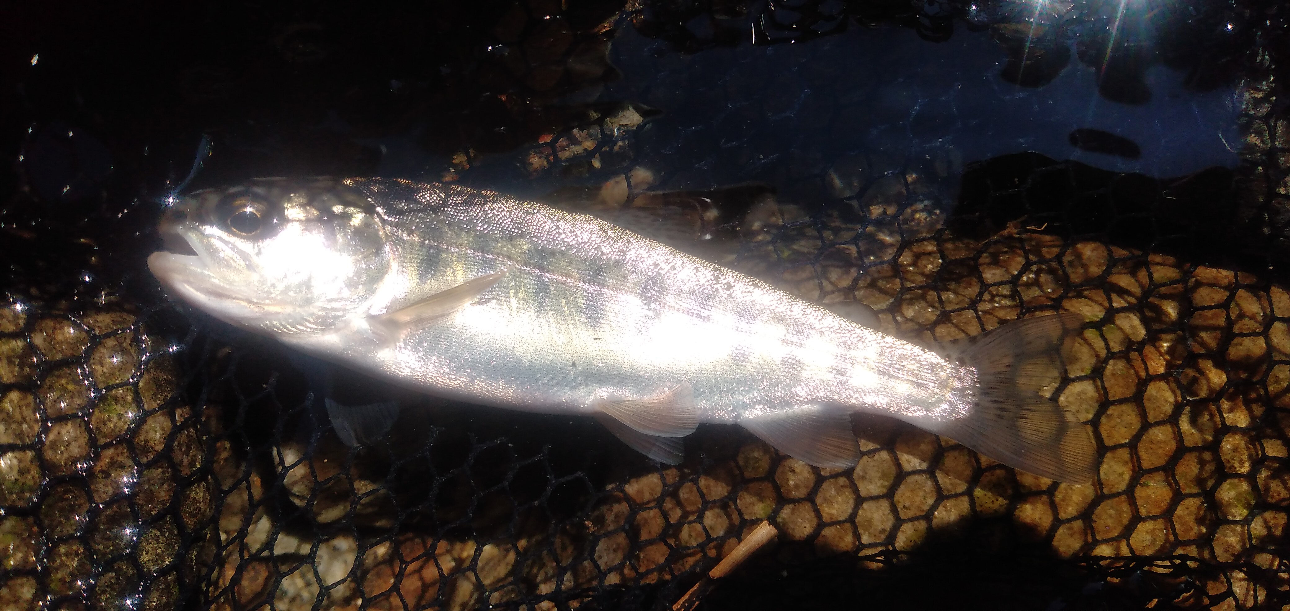 渓流明日から禁漁、釣り納めはまさかの？