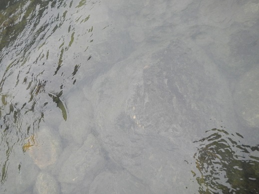 季節は進み、水中は「鮎」の天下？