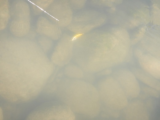 天竜川　雲名では　「ボ」は逃れたが・・・