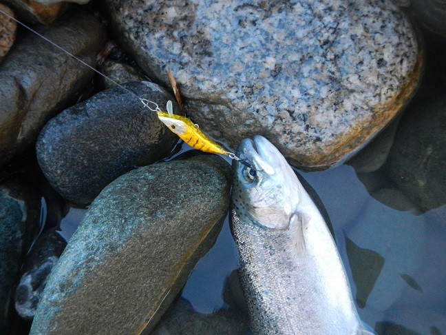 縄文柄でも、木地でも釣れちゃう！