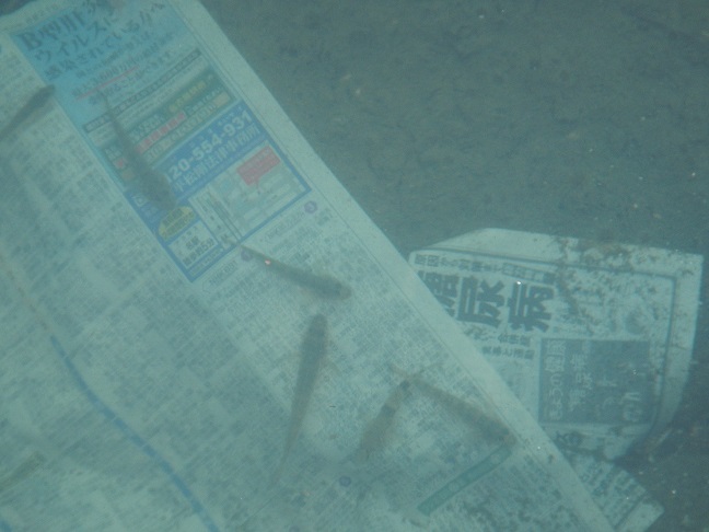 新聞を読む『ハゼ』　糖尿病の不安？