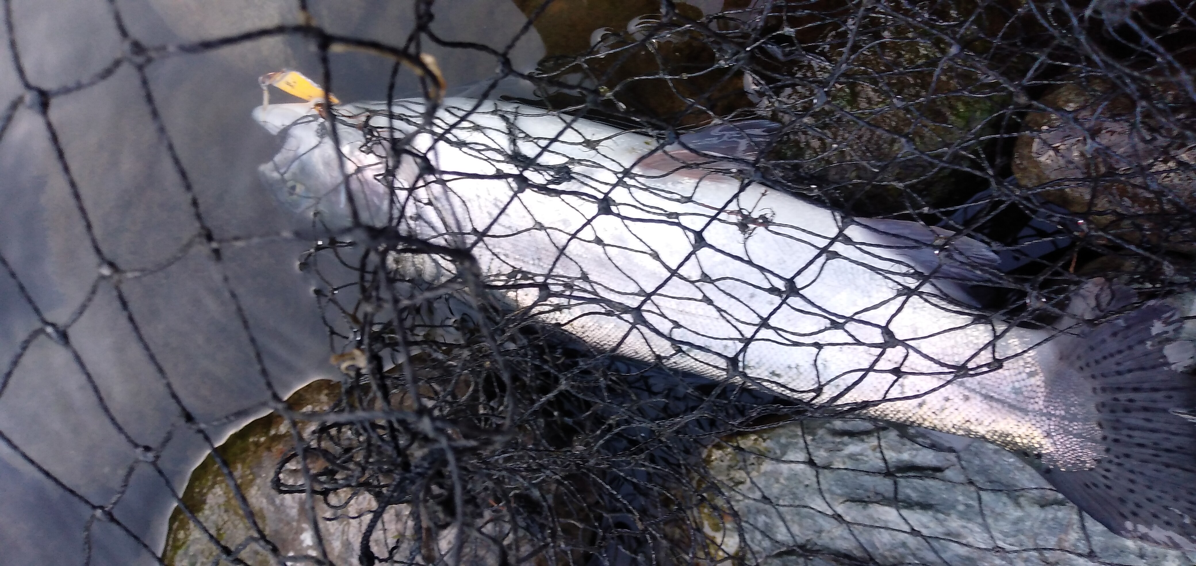 天竜川、60cm確保。