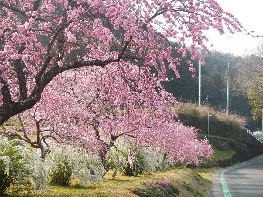 春どころか夏日　２５度も　どこも花盛り