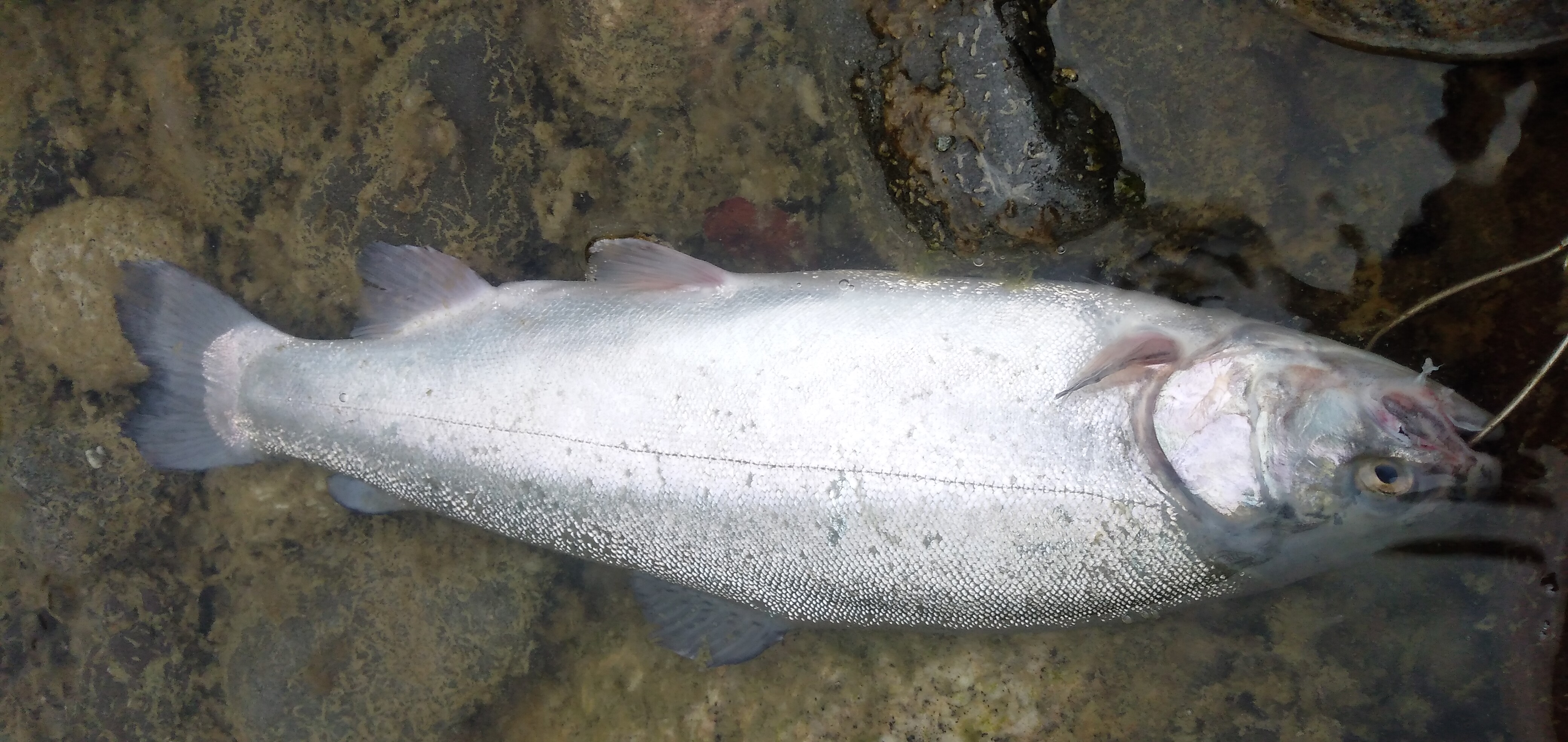 天竜川、やっと初釣りに!