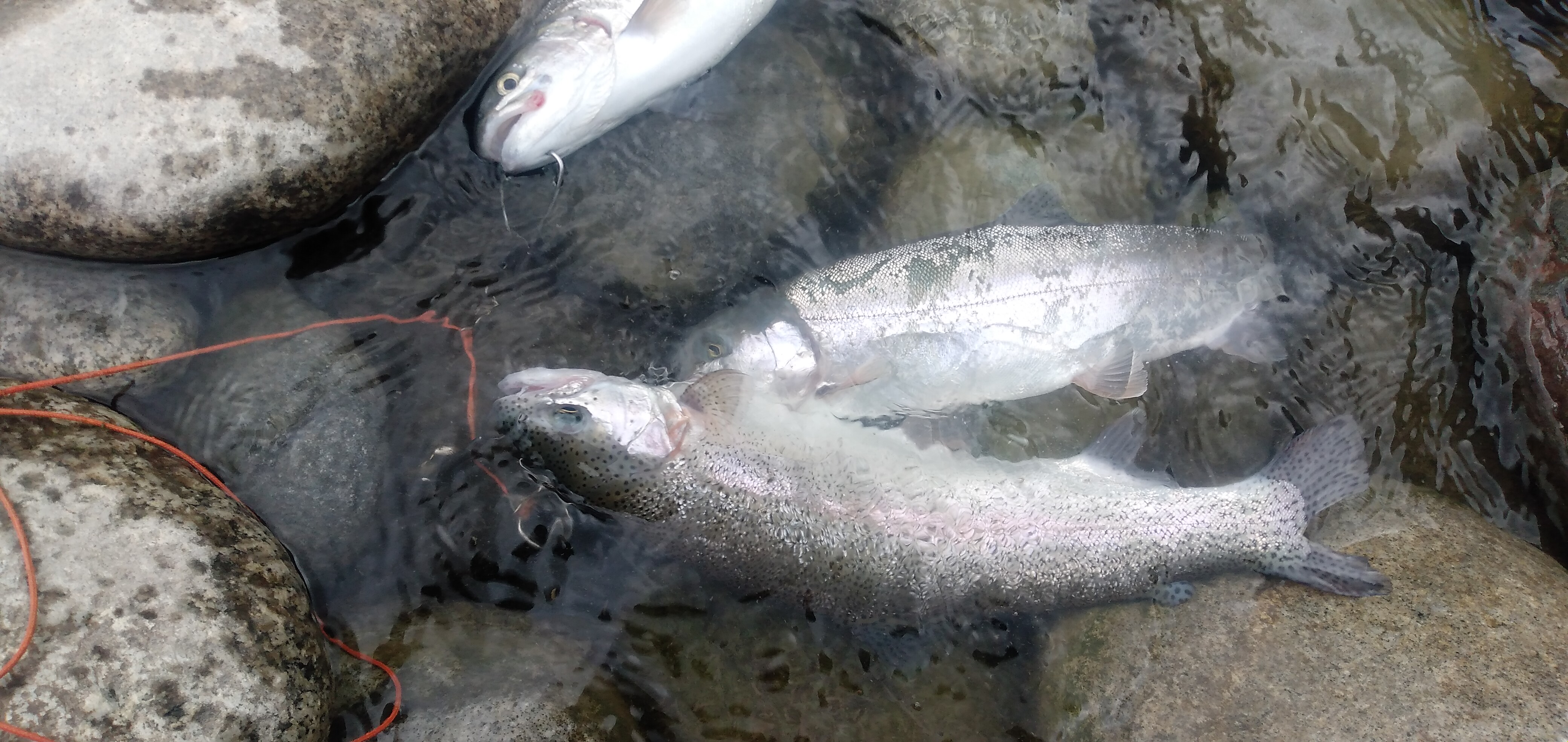 渓流解禁から1ヶ月、まだニジマスはいるのかな？