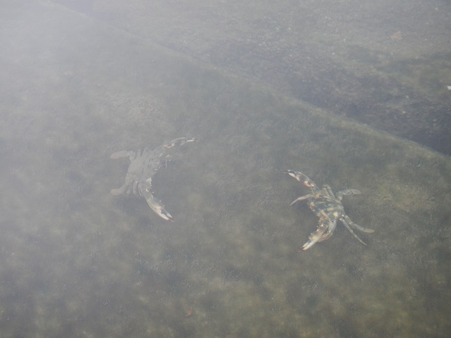 大相撲　水際場所　カニｖｓカニ？