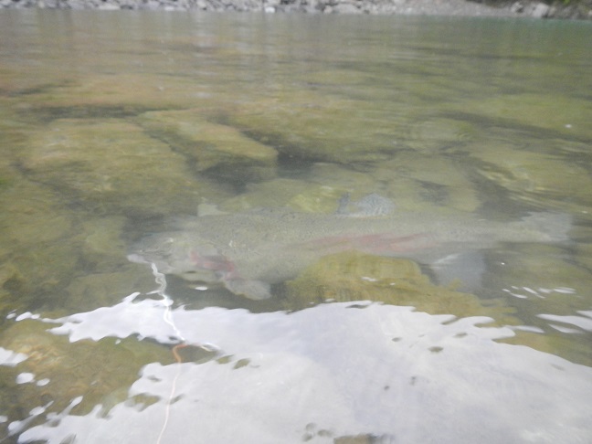 年号マタギの釣行・・・釣果は？