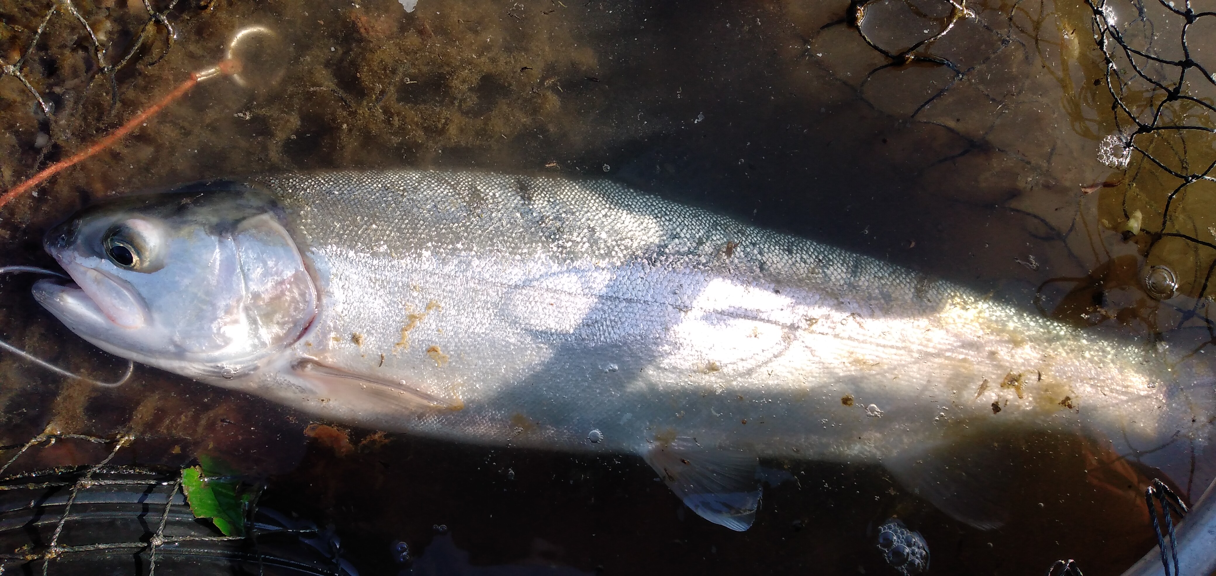 ＧＷ明け、釣れたのか、釣れなかったのか？