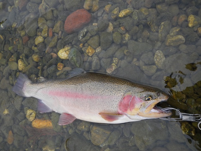 天竜川　２日目は厳しかった　でも　釣れた！