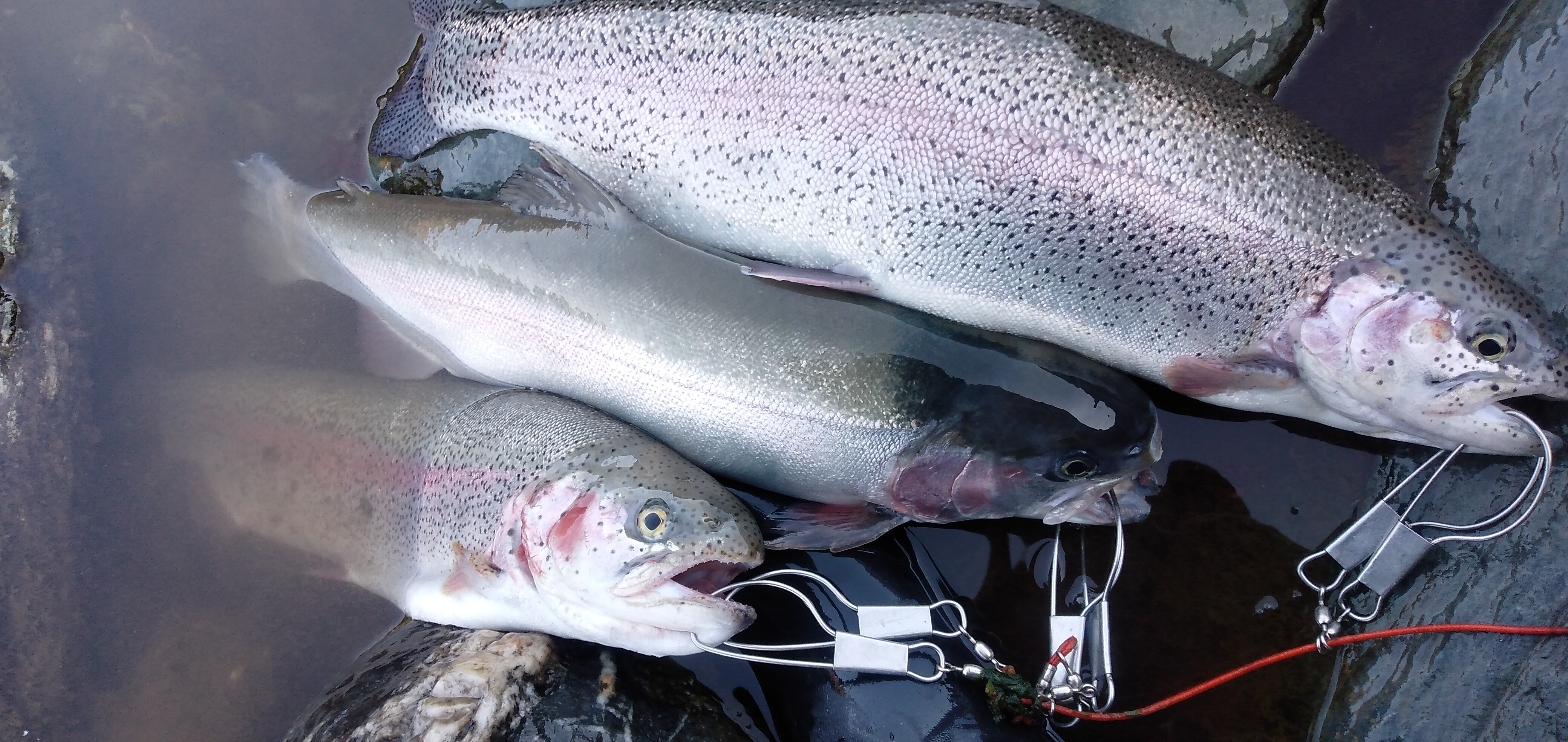 天竜川、午後だけの釣行。