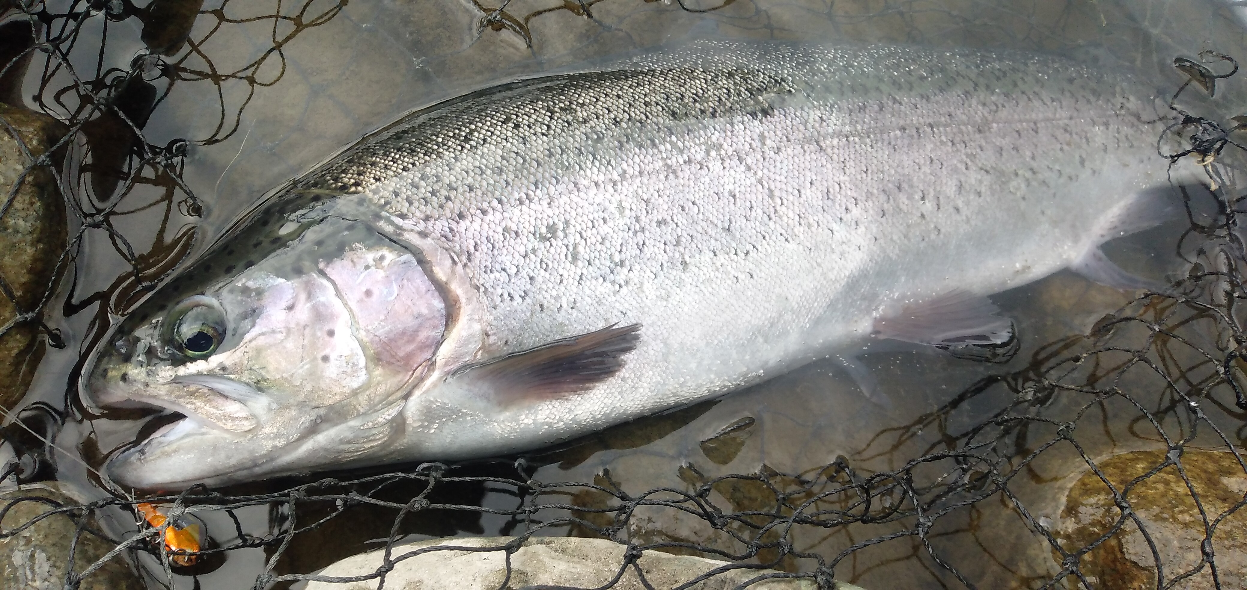 天竜川釣行、トラブル頻発！