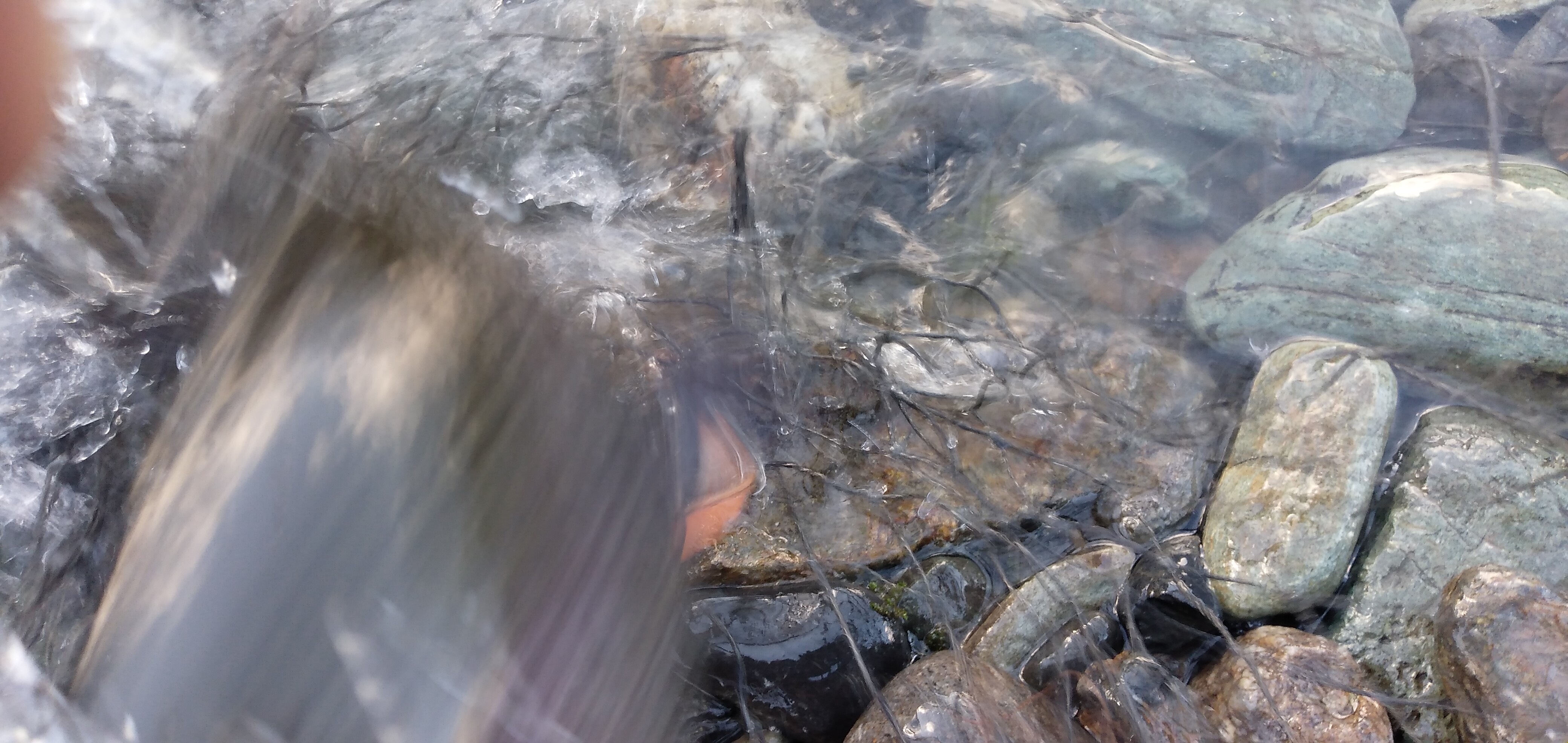 天竜川行ってきました。何とか確保