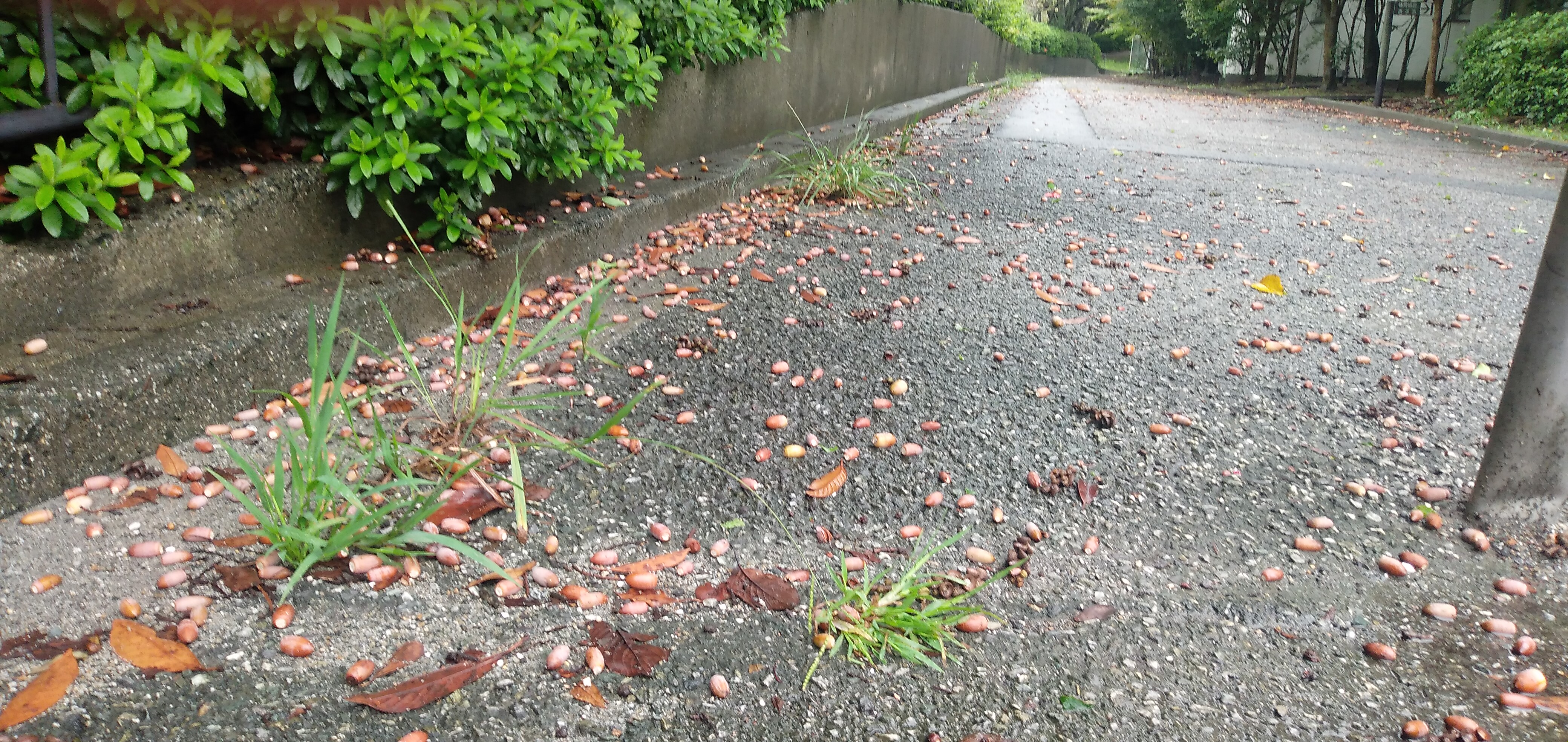 台風明け、浜名湖調査行ってきました。