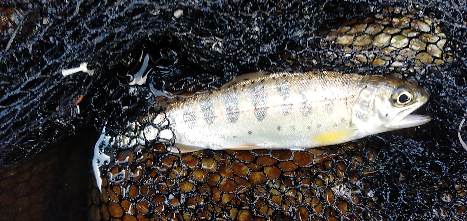 渓流、禁漁期へ。