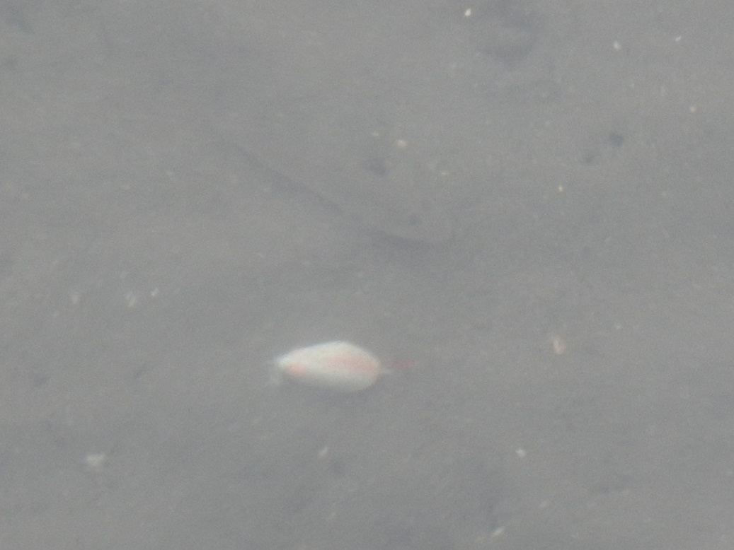 ハゼクラ　楽しいけど　釣れない！