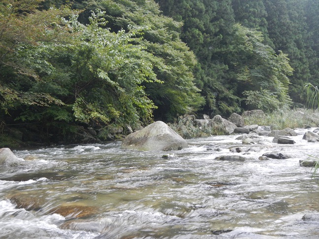 今日も雨の中、渓流釣り。渓流シーズン後わずか。