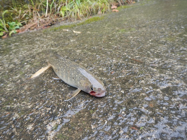 岩魚は道を歩くのは、ホント？